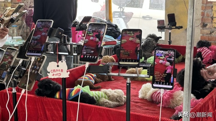 宠物线上代购主播的一出“好戏”背后圈套：谁演得好谁就赚得多