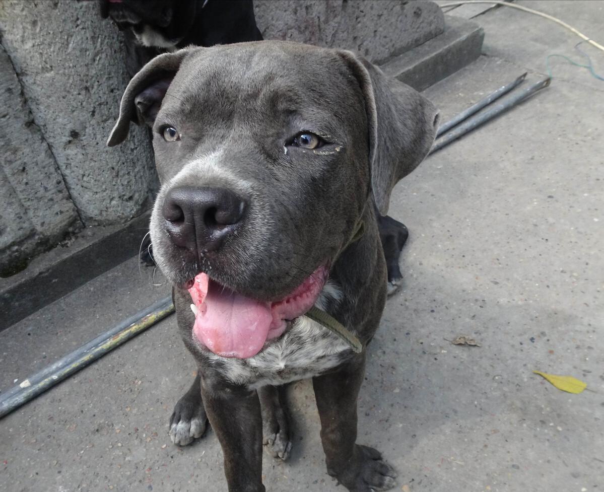 为什么养“卡斯罗”的人越来越多，网友：养了就不想换狗了