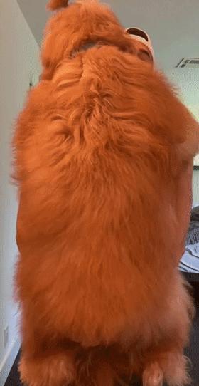 救助了小狗发现长大不简单,收养了一只小狗成长历程