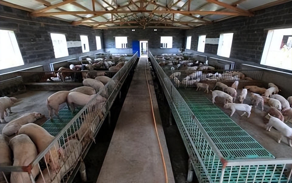 养殖动物品种大全,特种动物养殖品种