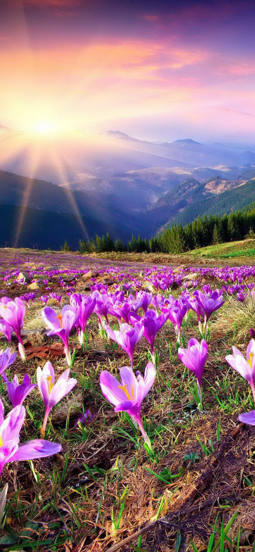 手机锁屏桌面壁纸桂林山水和风景,浪漫春天清新风景护眼锁屏壁纸