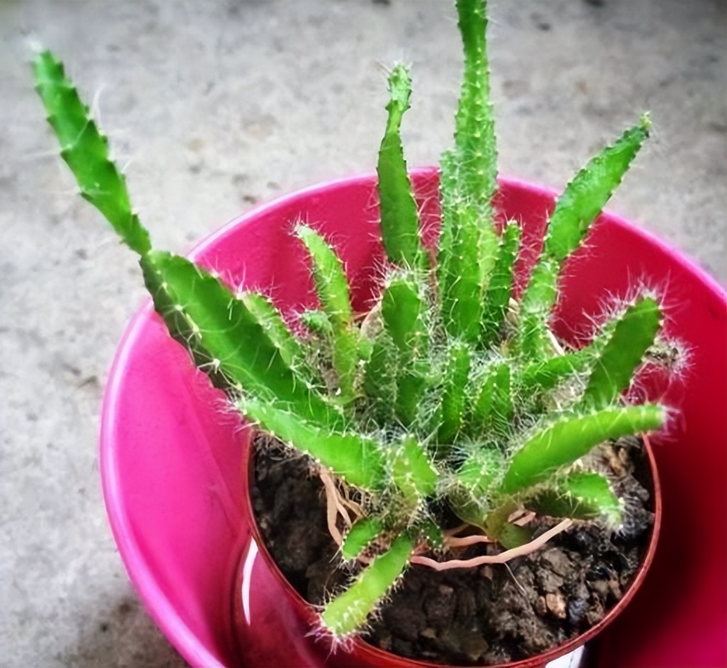 吃剩的果核先别扔可以养成小盆栽,果核怎么变成盆栽