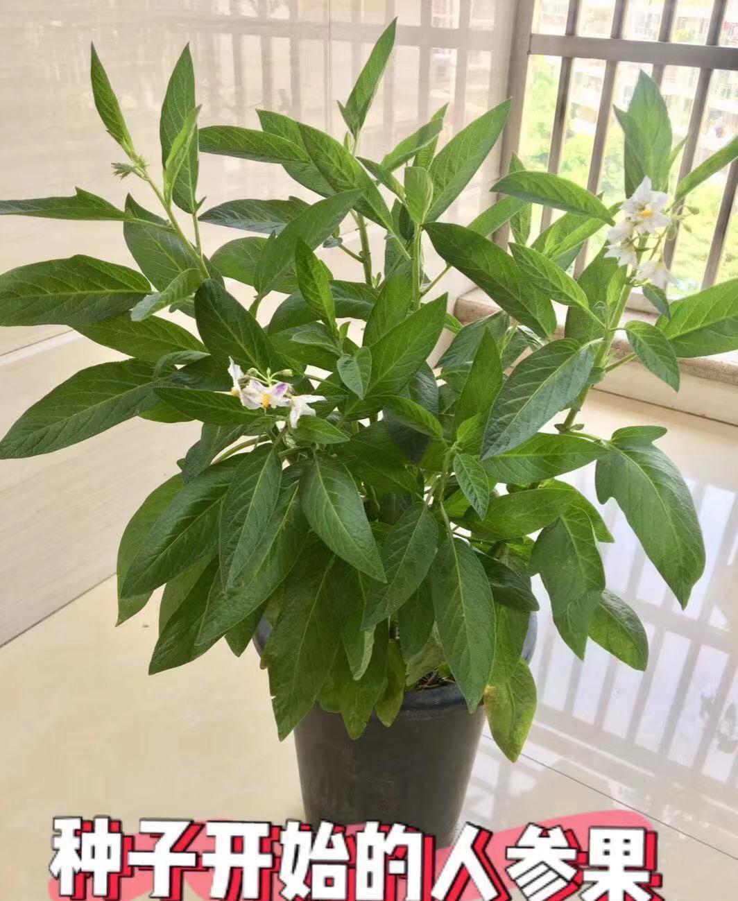 冬季阳台可以种的水果,北方阳台适合种的水果