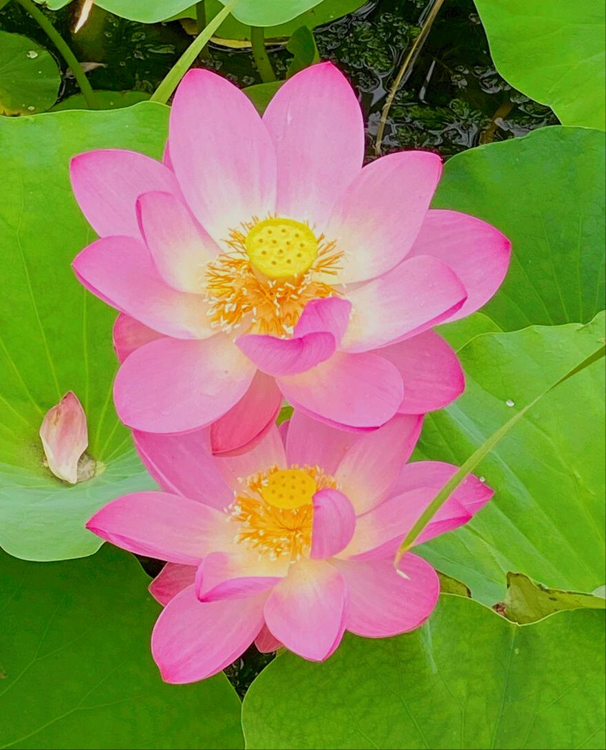 一花一惊艳，爱在夏花中，荷花别样红，莲叶无穷碧，弄花香满衣