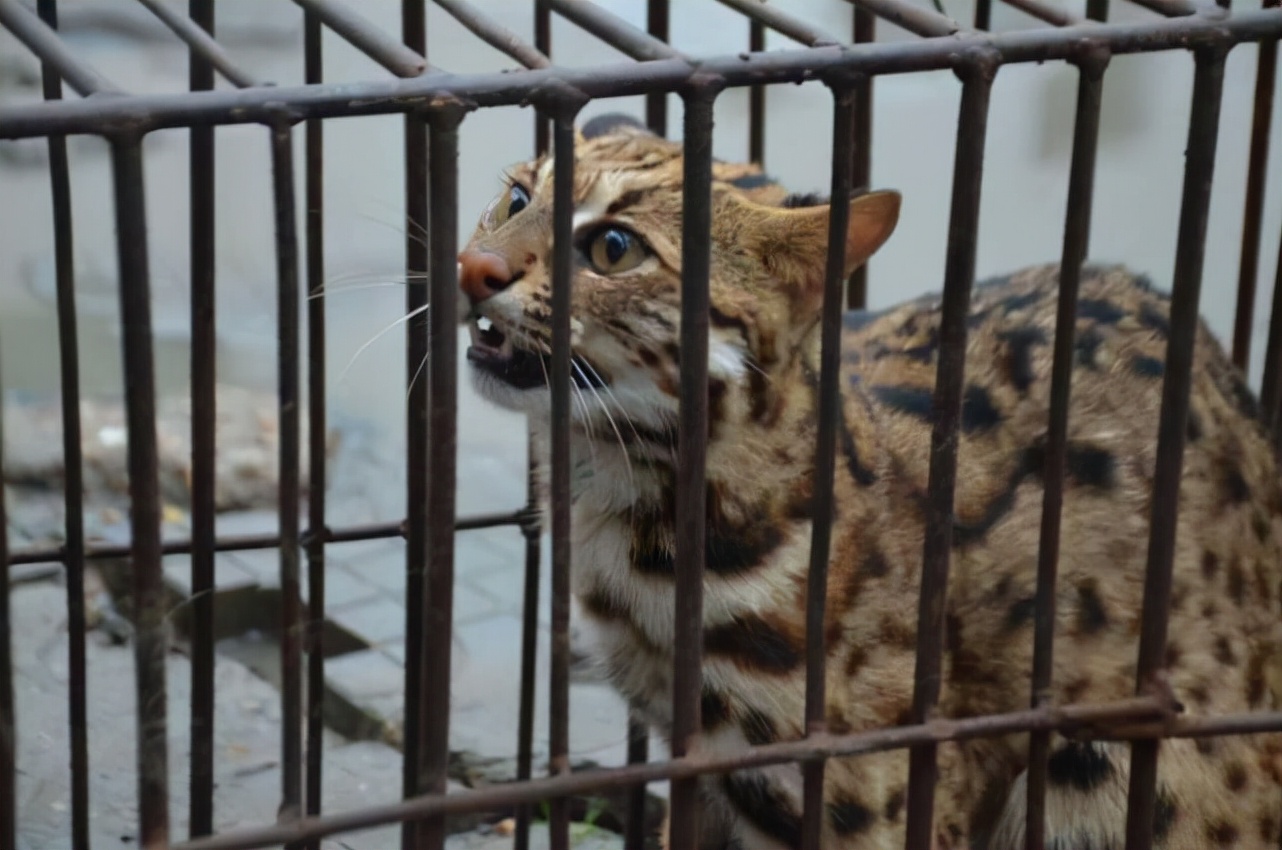 广东老太在山上抱回一只野猫,广东老太捡到一只猫仔