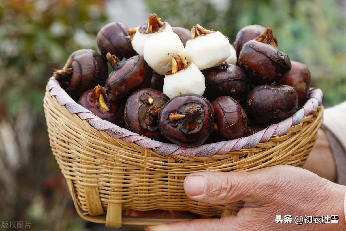 荸荠诗句,荸荠古诗
