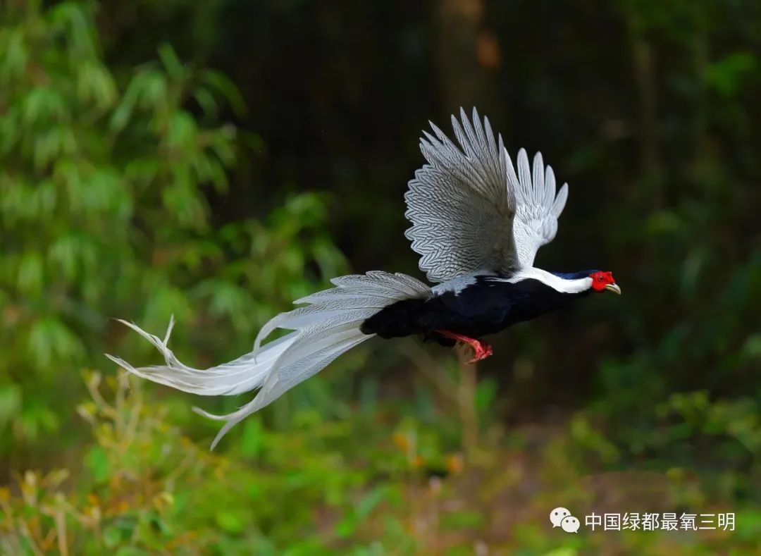 最美民宿山水田园,旅行最美民宿风景