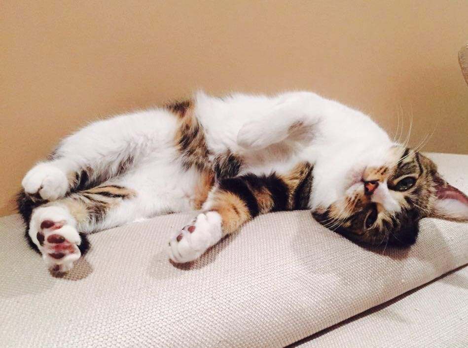 铲屎官怀孕猫咪有什么反应,猫咪怀孕的几个特征铲屎官必看