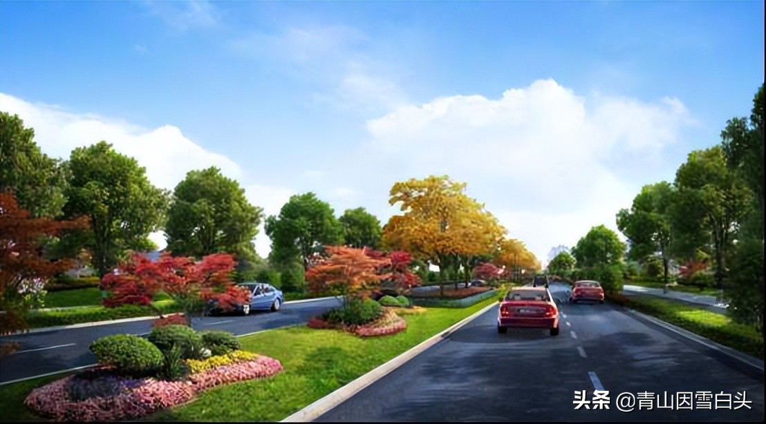 江苏高杆行道树常用树种,城市行道树树种单一