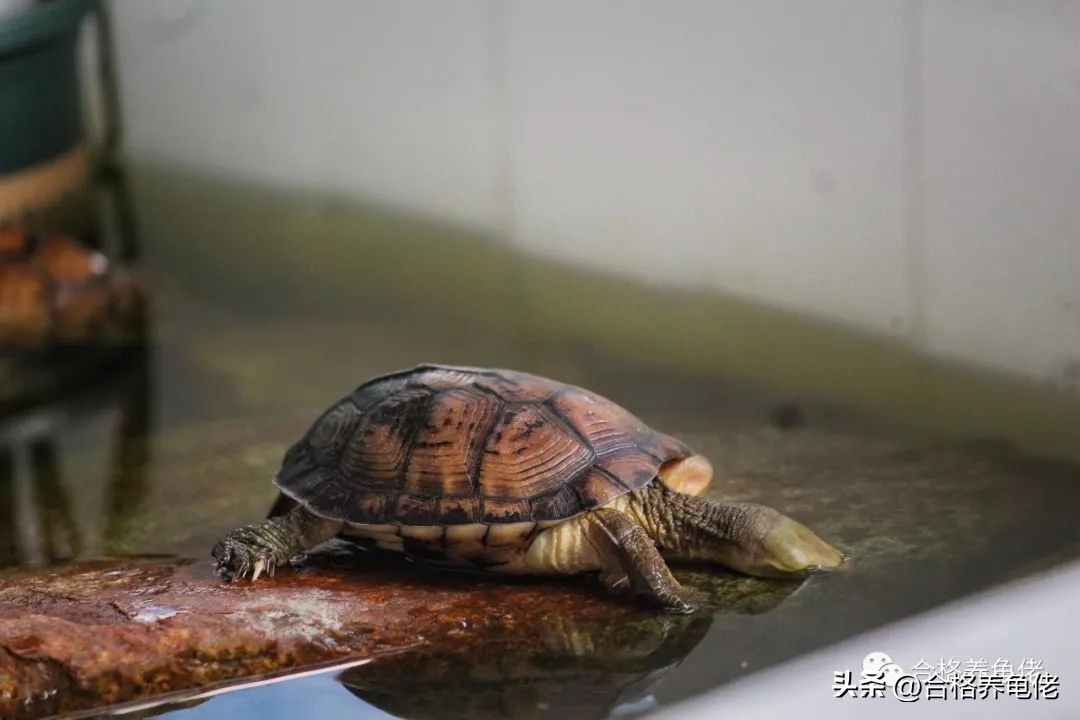 龟蛋*局骗**这么多，我们该怎么玩龟蛋？（下）