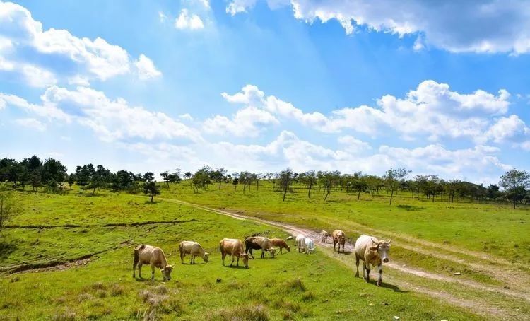 山东有海有雪有山有平原,山东有没有广阔草原