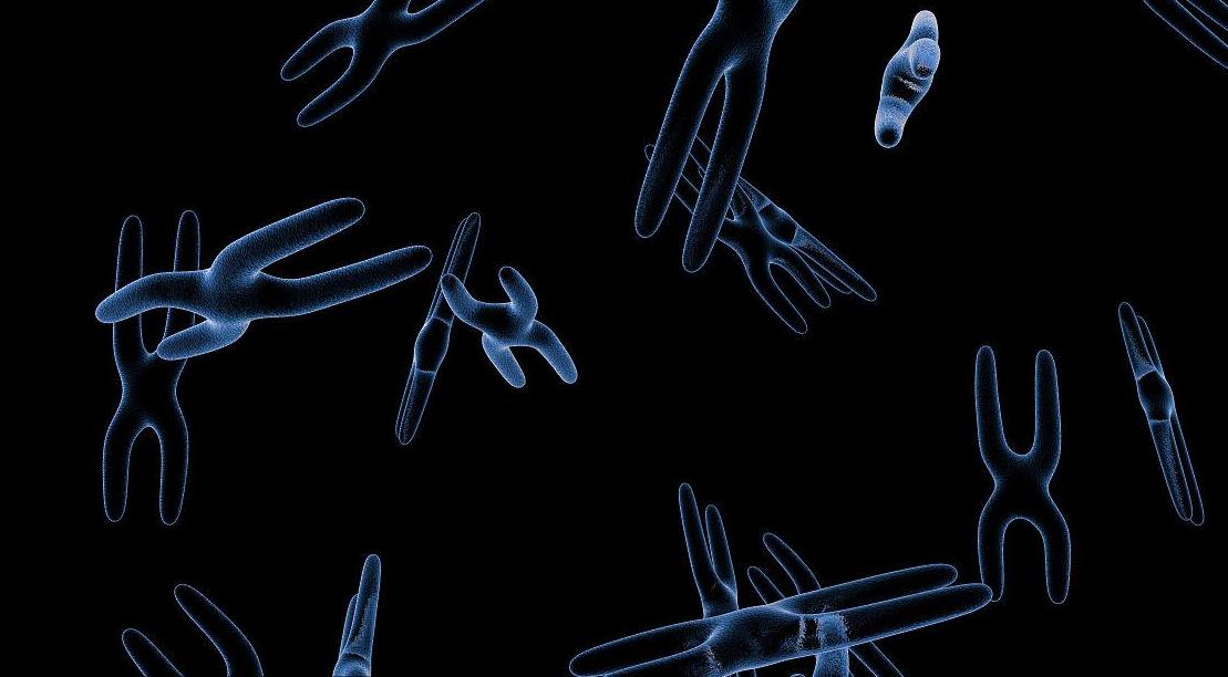 法国牛品种有哪些,全世界牛的种类和分布