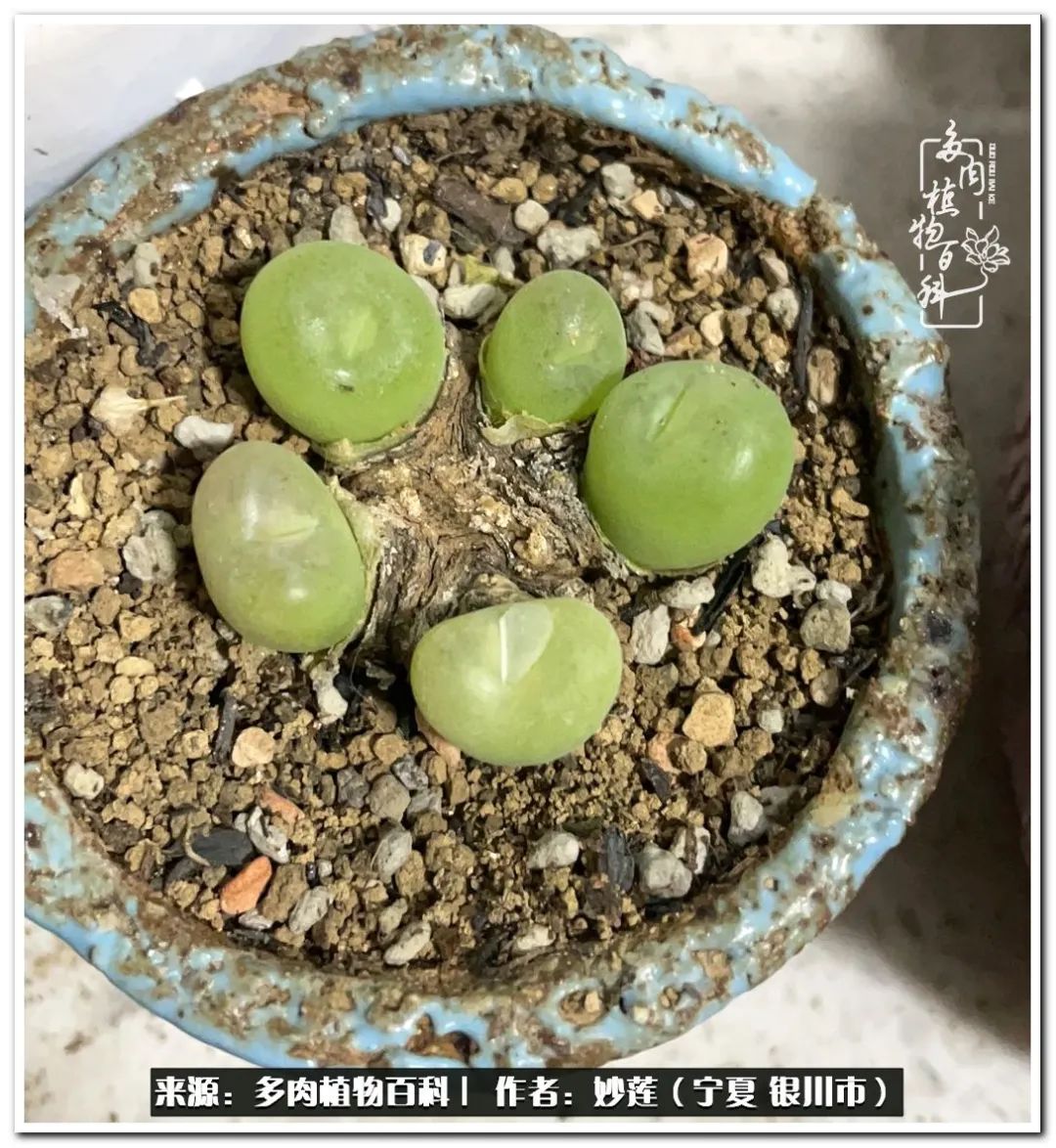 世间繁华三千不如一隅清欢,世间繁华三千不如有一院清欢