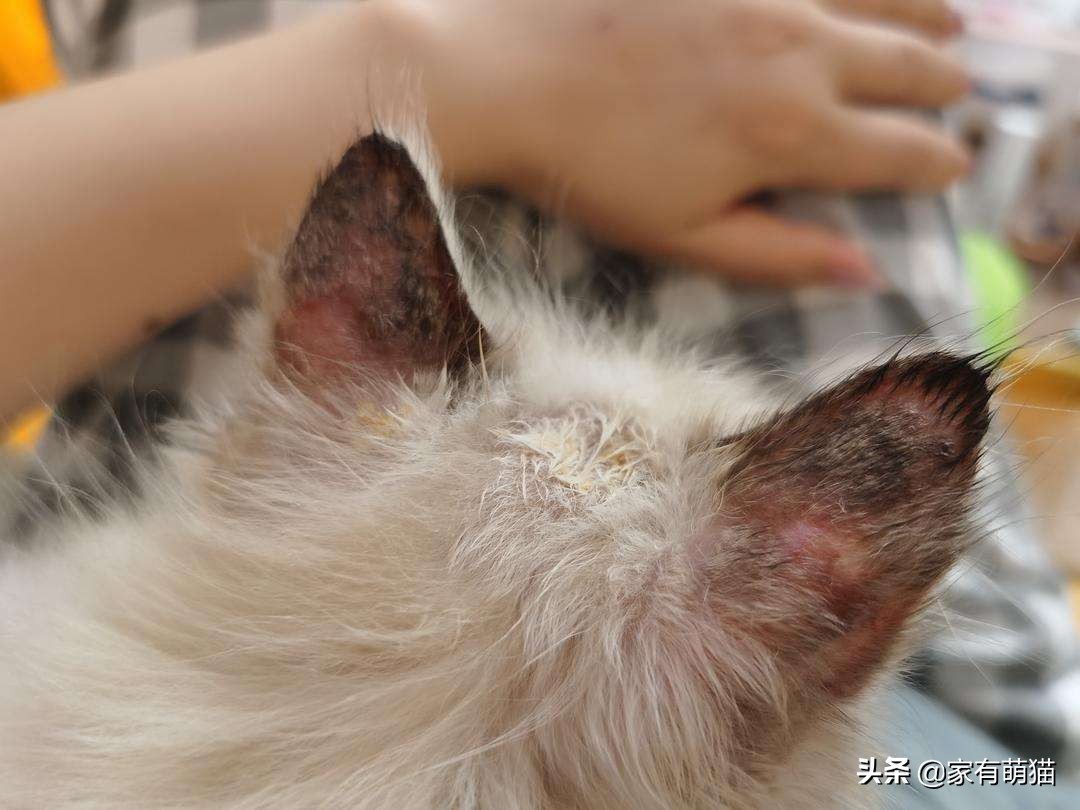 养猫猫癣能完全预防吗,养猫人的身上老有猫癣怎么办