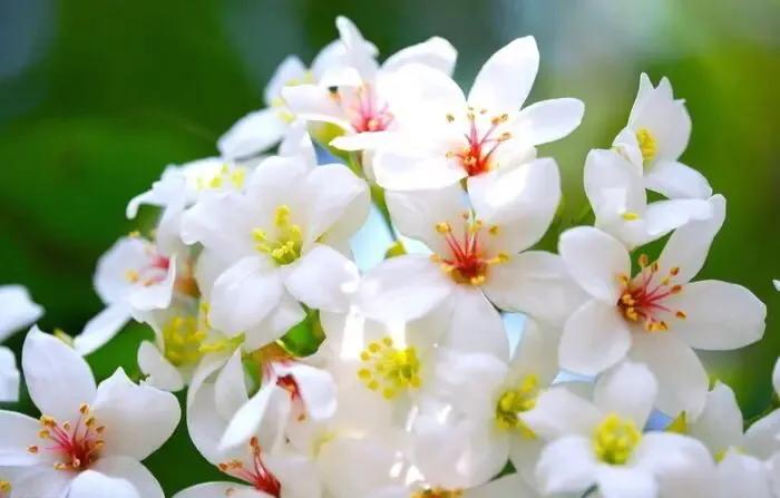 五月是油桐花的季节,油桐花美景图片