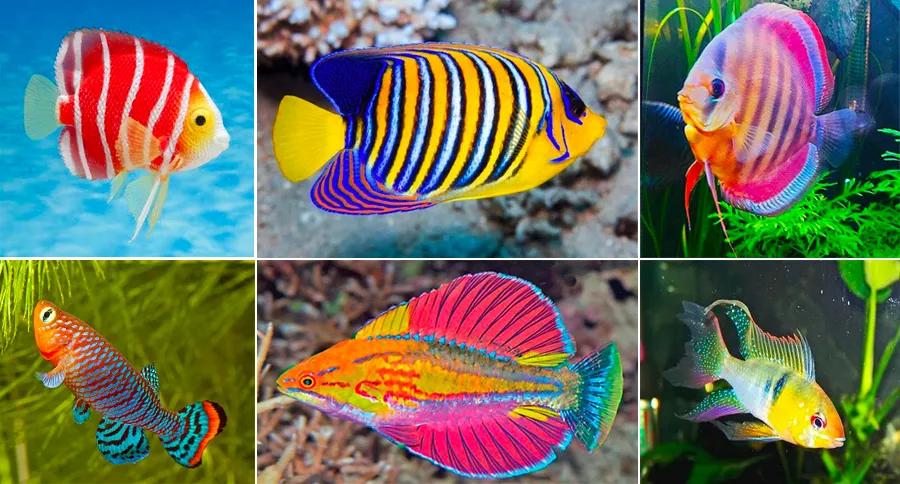 儿童画色彩技法教学目的,儿童画教程大全风景