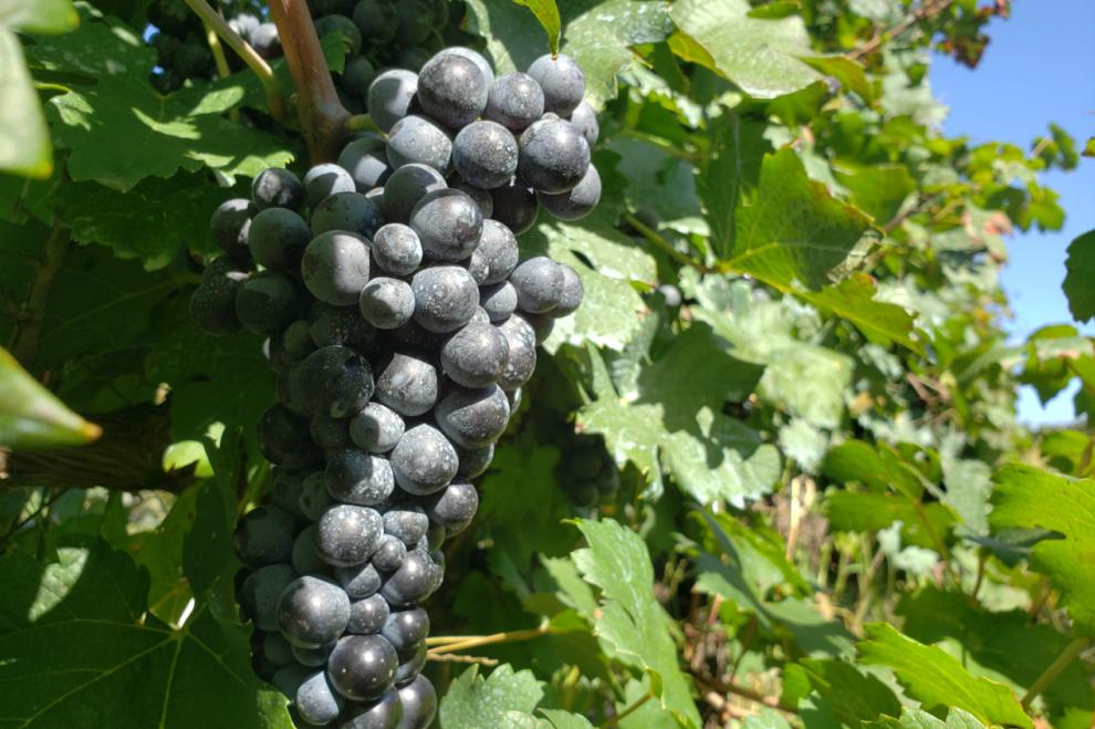 蛇龙珠烟台张裕卡斯特酒庄,张裕卡斯特酒庄蛇龙珠干红葡萄酒