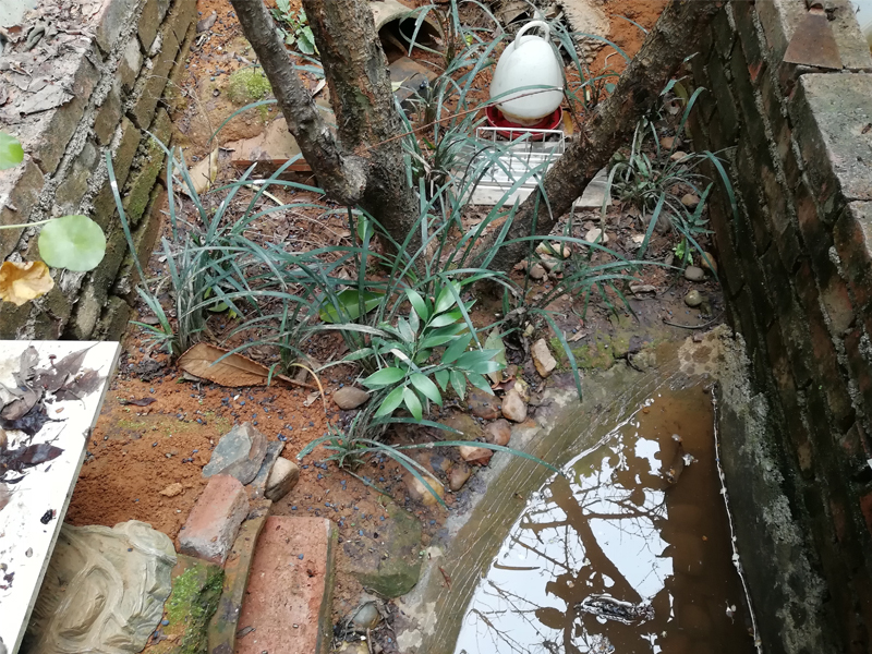 黄缘闭壳龟刚到家躲在土里不出来,黄缘闭壳龟母龟断尾还可以繁殖吗