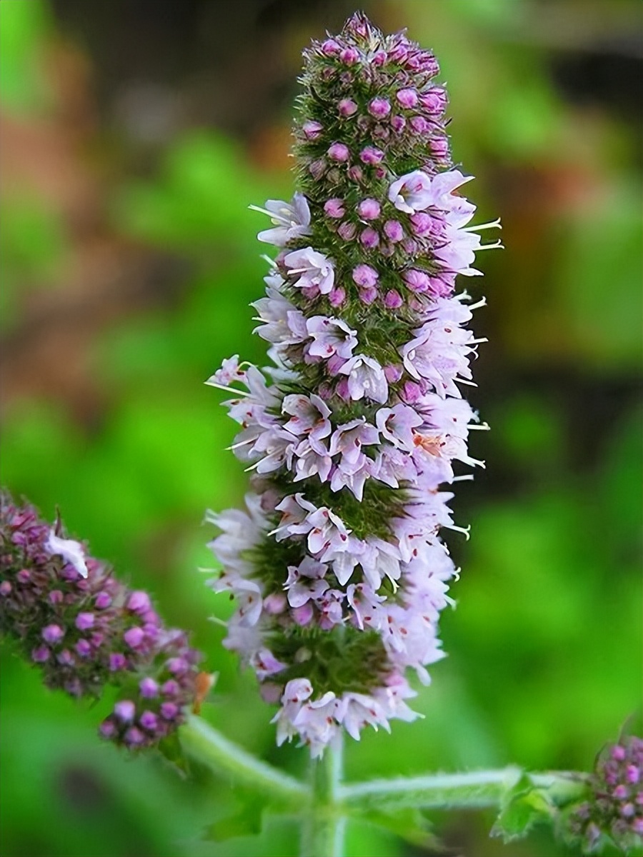 我们吃的薄荷是真薄荷还是假薄荷,原味薄荷与食用薄荷的区别