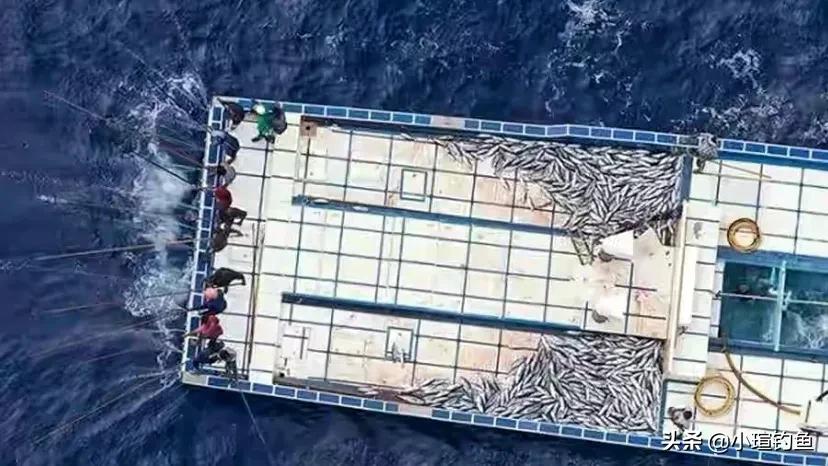 捕金枪鱼为什么不用渔网,钓金枪鱼为什么不用摘钩