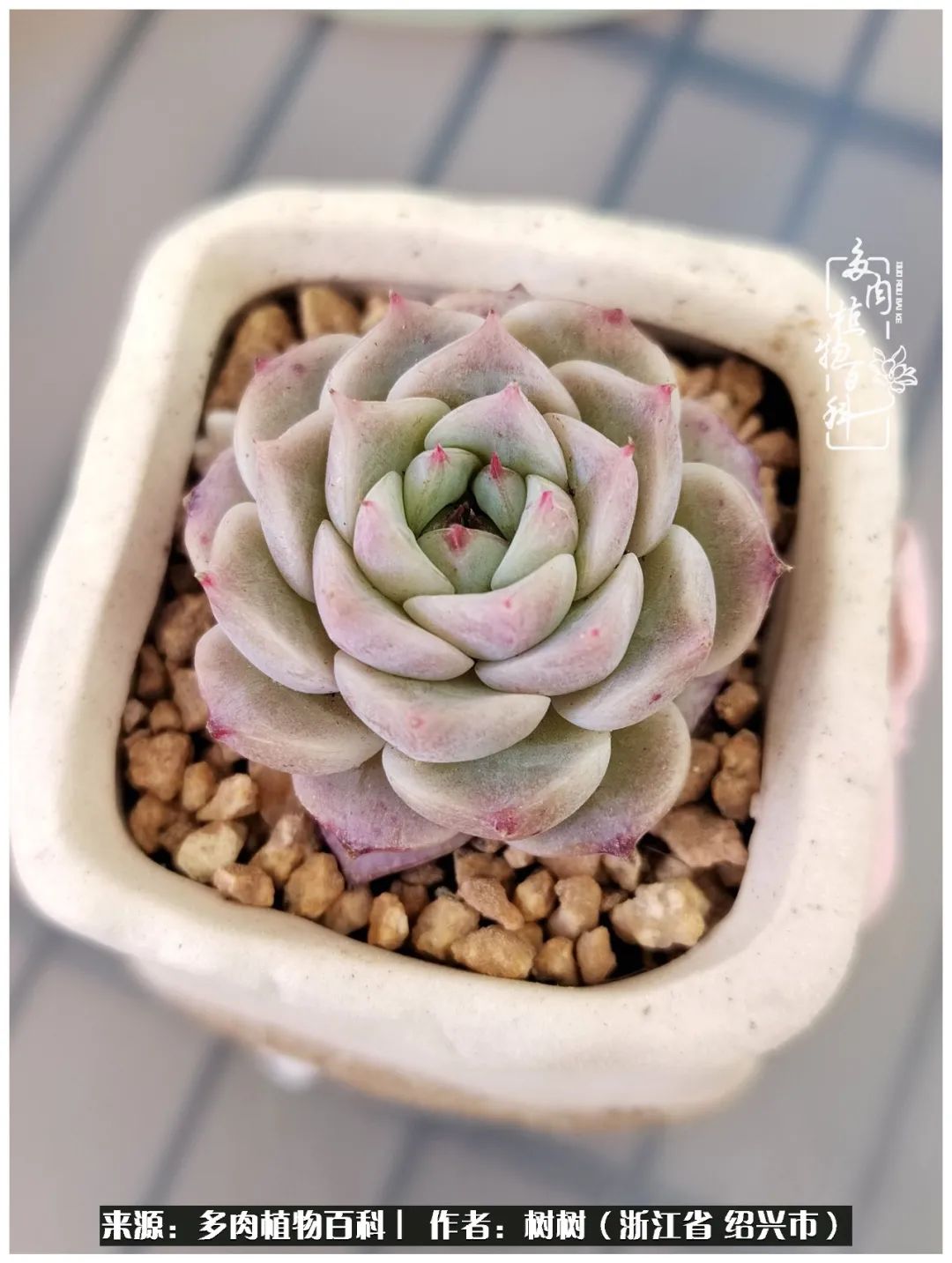 又临寒冬，暖阳下携手肉肉赏姹紫嫣红！