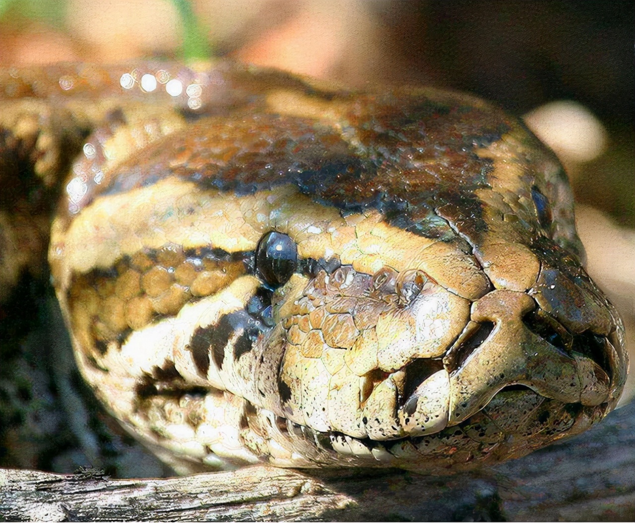 亚马逊的巨蟒有哪些,亚马逊巨蟒的资料