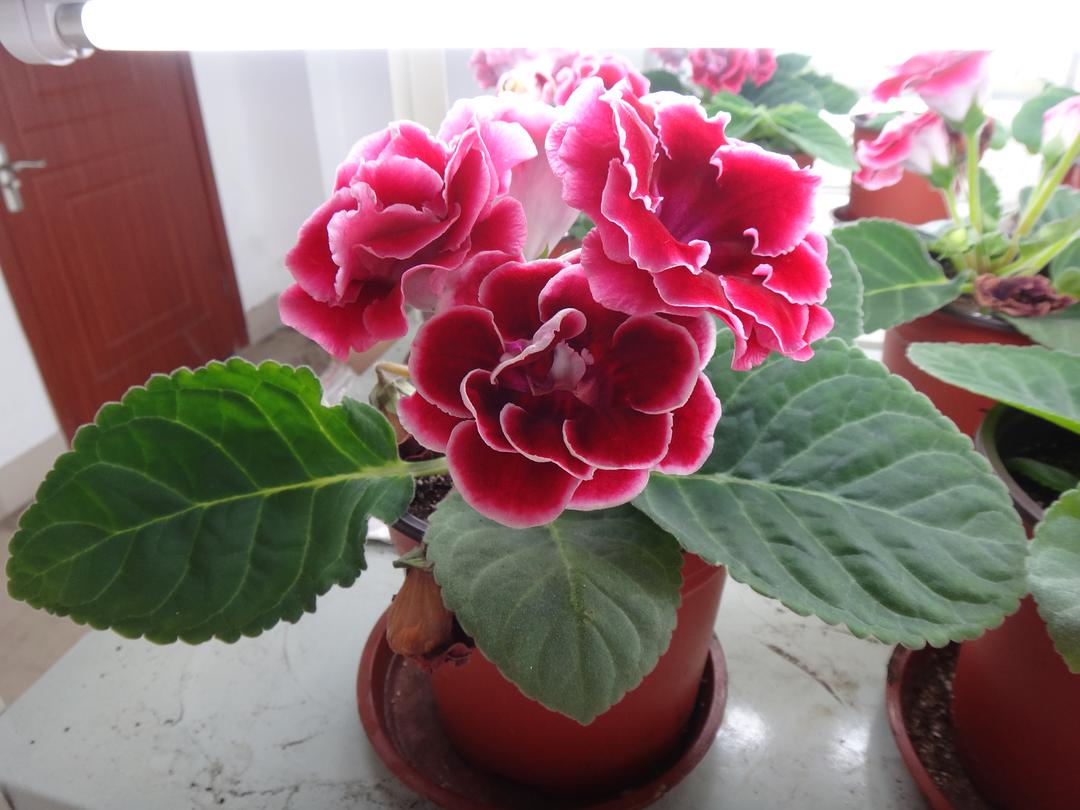 家里光照不足养的花,家里光照不足养什么植物