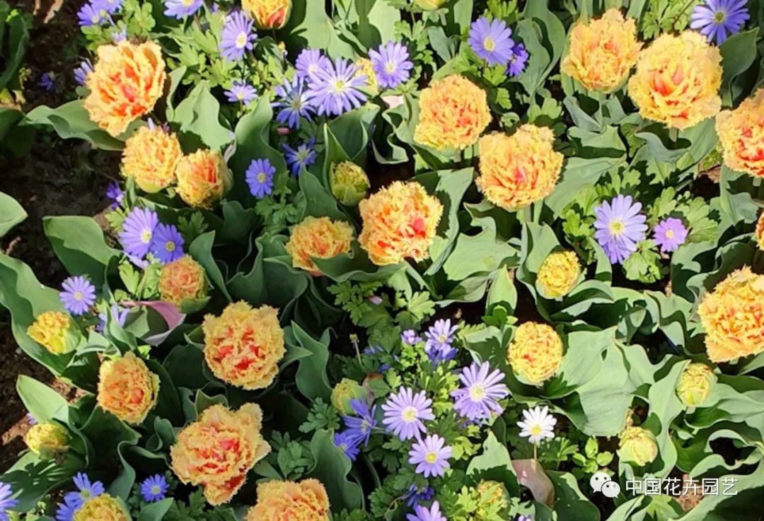 两年终回归荷兰库肯霍夫公园人流如织|每周国际花讯