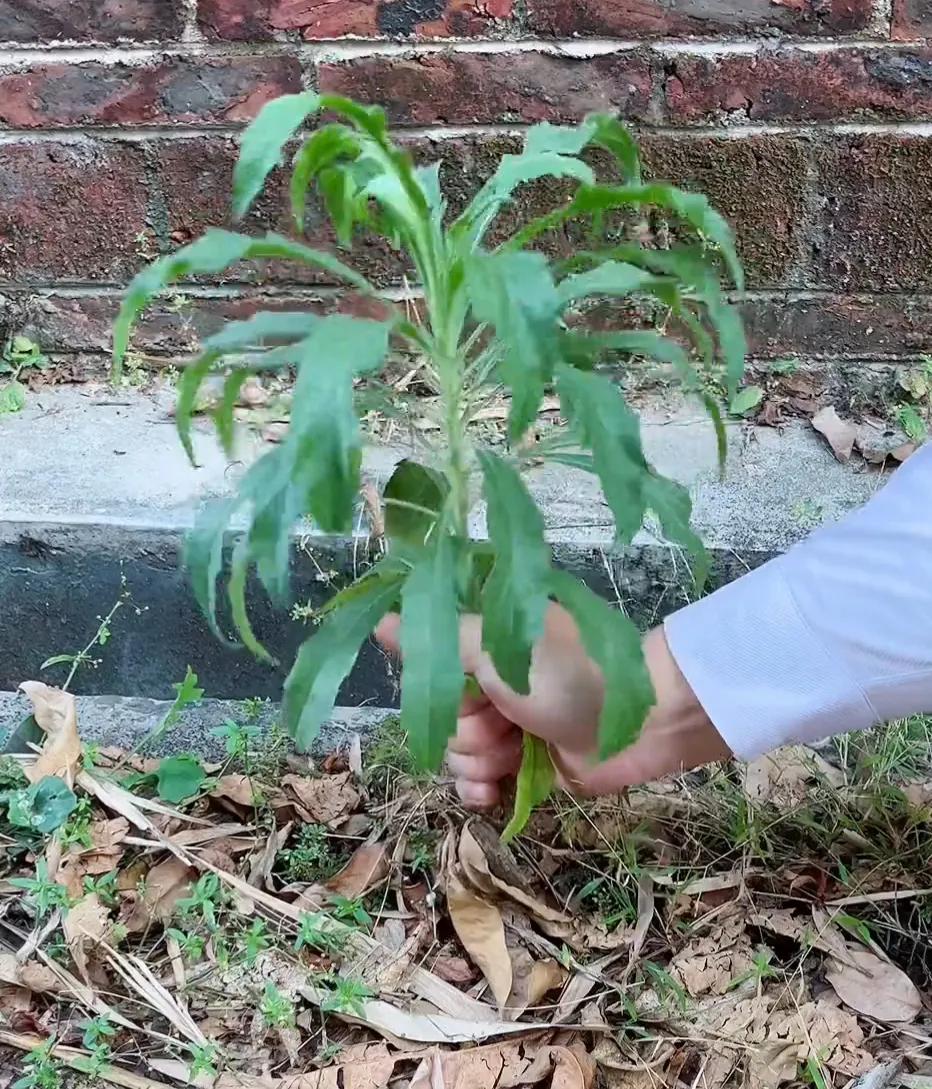 农村常见的顽固藤条植物,农村常见的止血植物图片