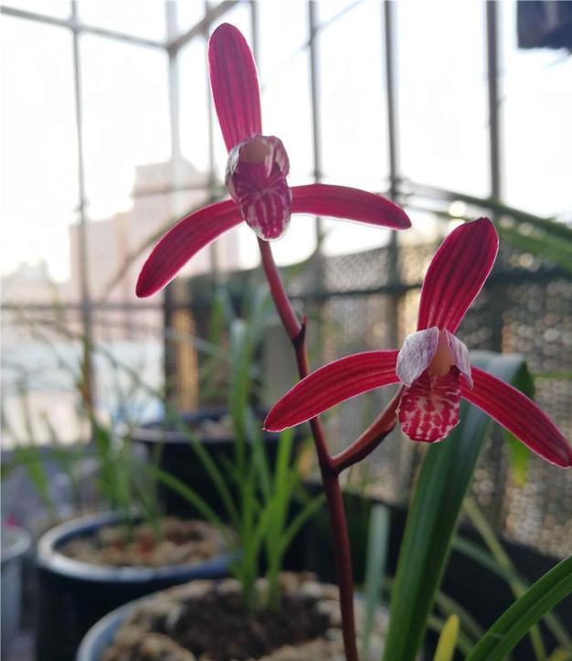 四季兰墨宝首花是什么品种,四季兰开花多又香的品种