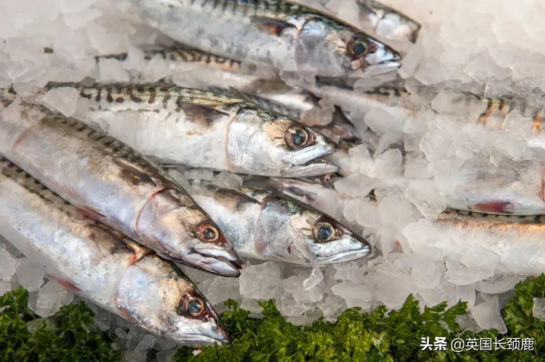 在伦敦哪里买新鲜的海鲜,伦敦海鲜市场买什么海鲜