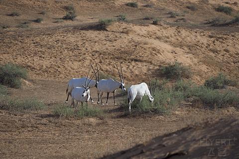 哈伊马角利兹卡尔顿,哈伊马角沙漠丽思卡尔顿酒店
