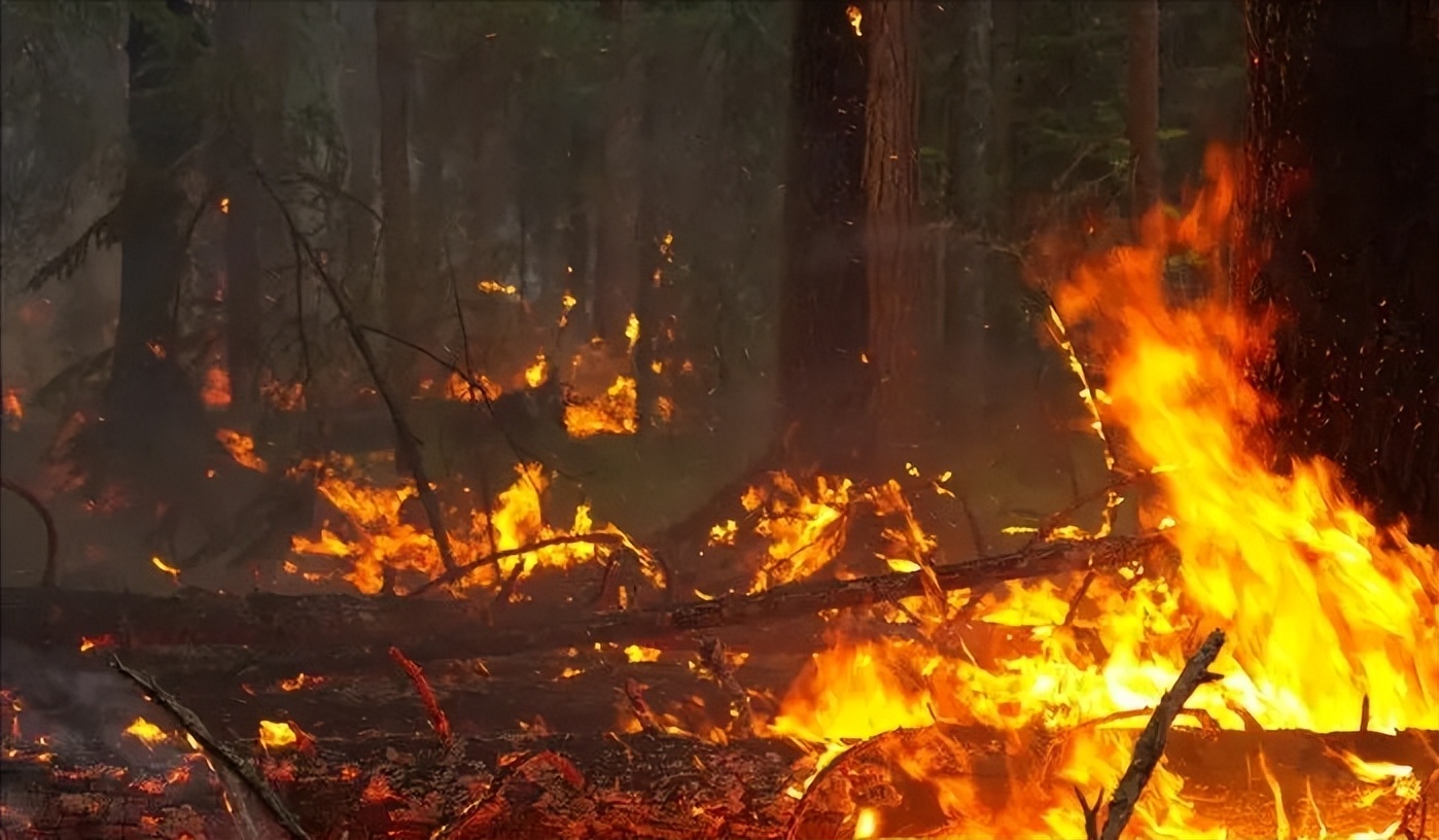 男子烧山被抓种树一万株,福建男子放火获刑11年