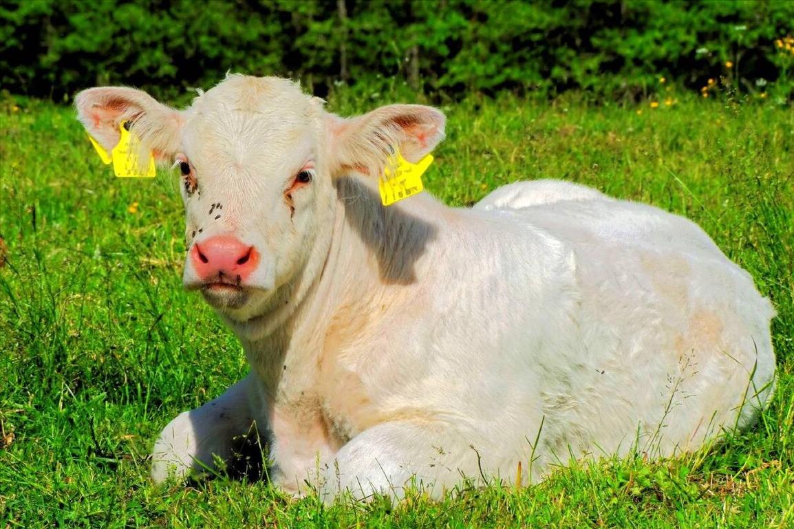 育肥牛吃什么最快长肉,育肥牛小牛前期喂几遍长得快