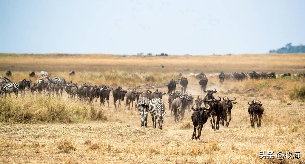 为什么动物都会定期发情，人类女性却要隐藏“发情期”？