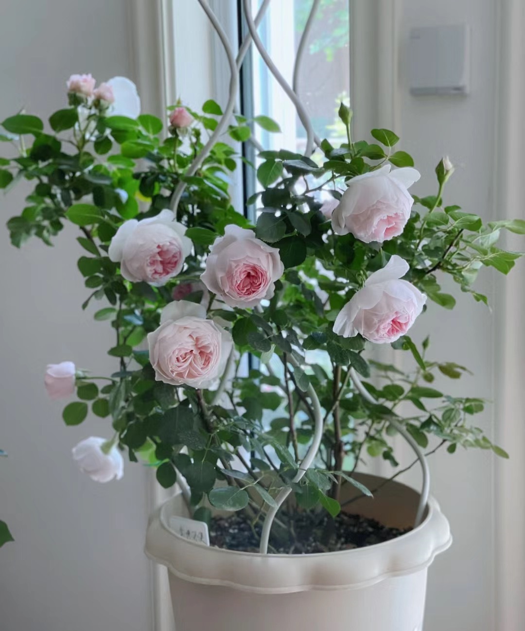 又香刺又多的月季,无刺又带香味的月季