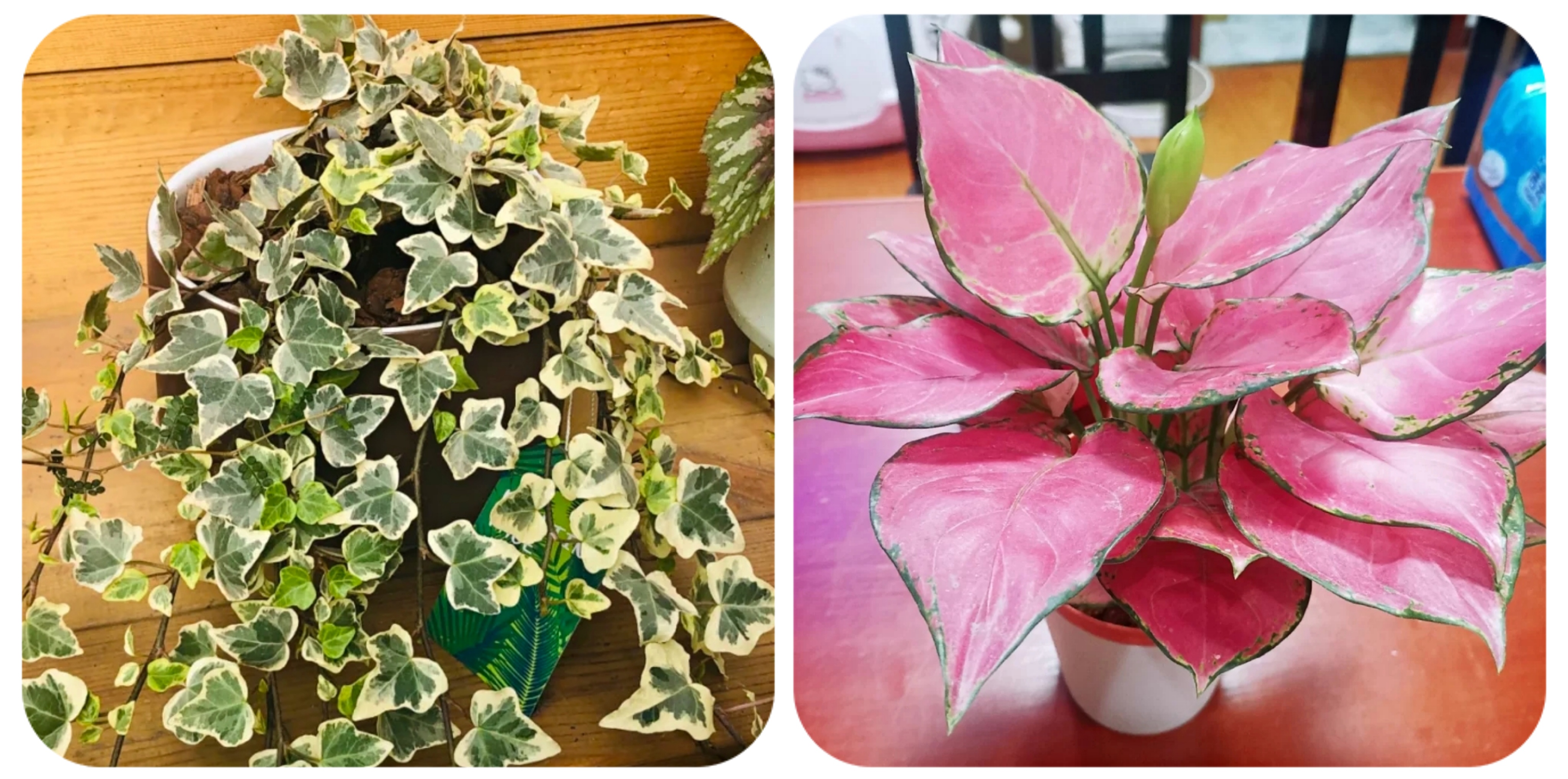 100种花能养在阳台上，50种开花的，40种绿植，10种蔬果