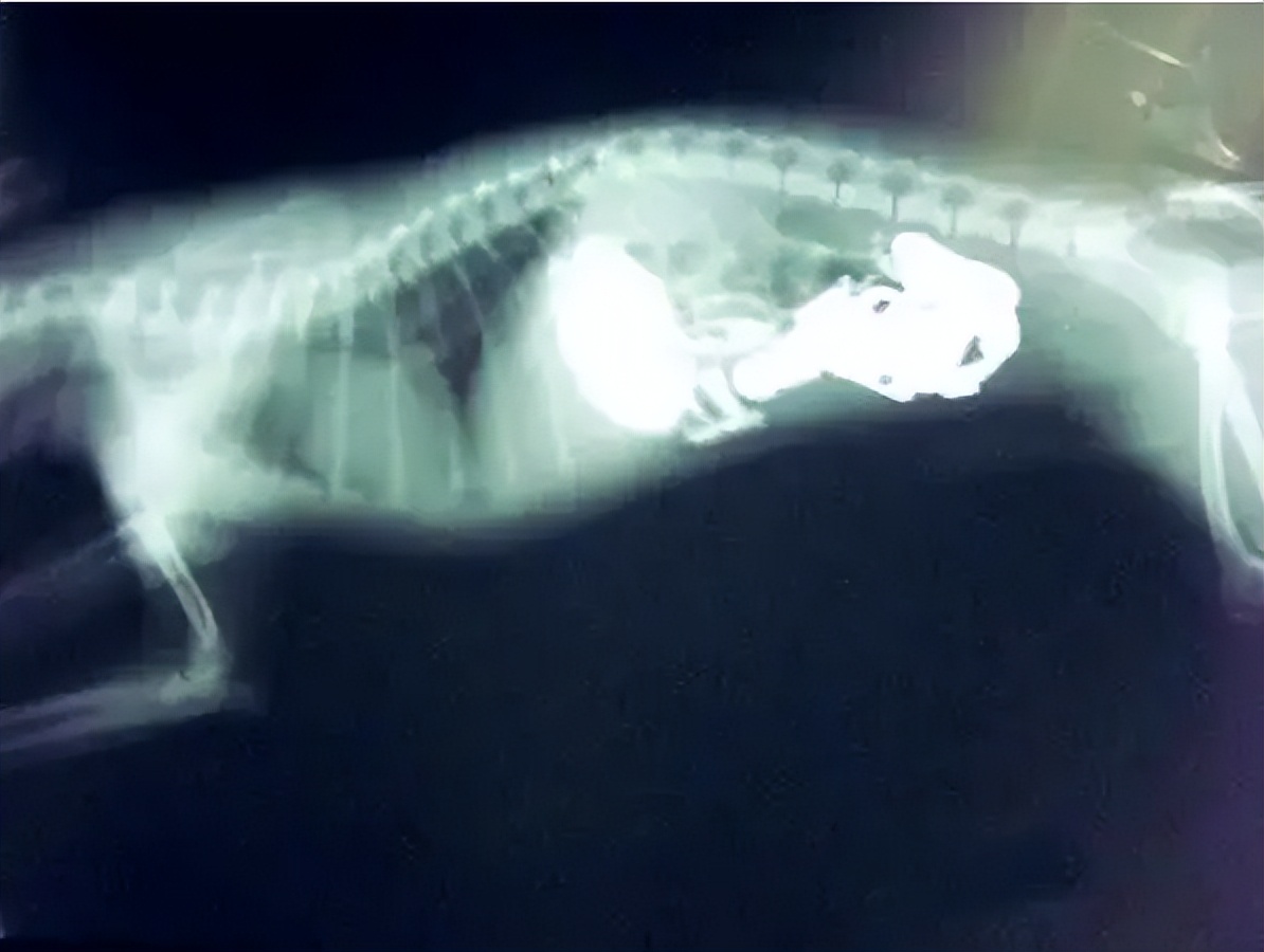 文胸、高尔夫、炮弹、珍珠、*物文**，盘点这些从动物肚里发现的东西