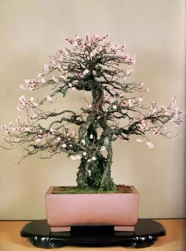 梅花老桩盆景,梅花盆景制作