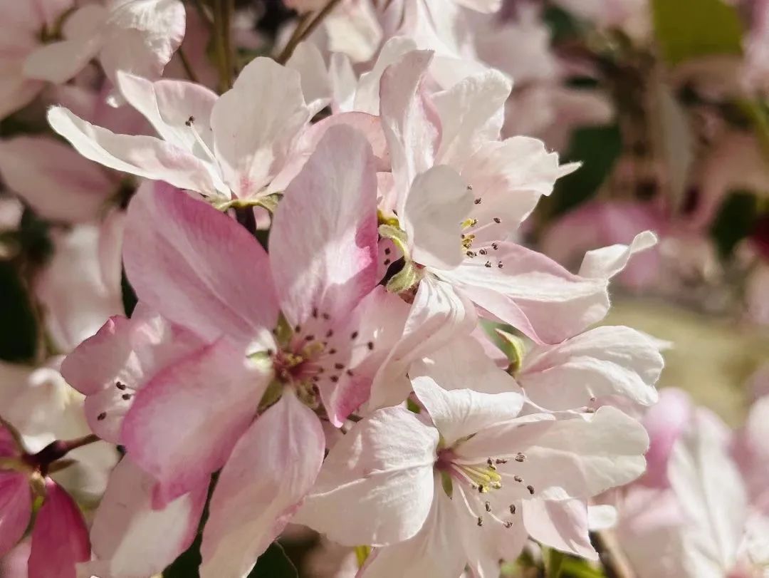 相邀北京冬奥公园看花海！首届永定河海棠赏花节来喽~
