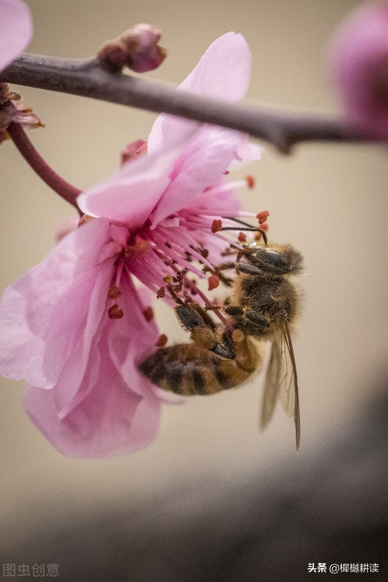 玉露为酒花为粮的意思,蜜蜂不食人间仓