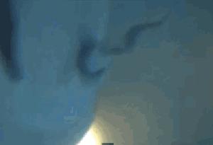 动物交，配时间表，最短0.3秒，最长的竟然是……