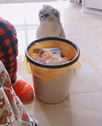 猫咪单独放在家里有什么要注意的 (晚上把猫咪单独关在一个房间)