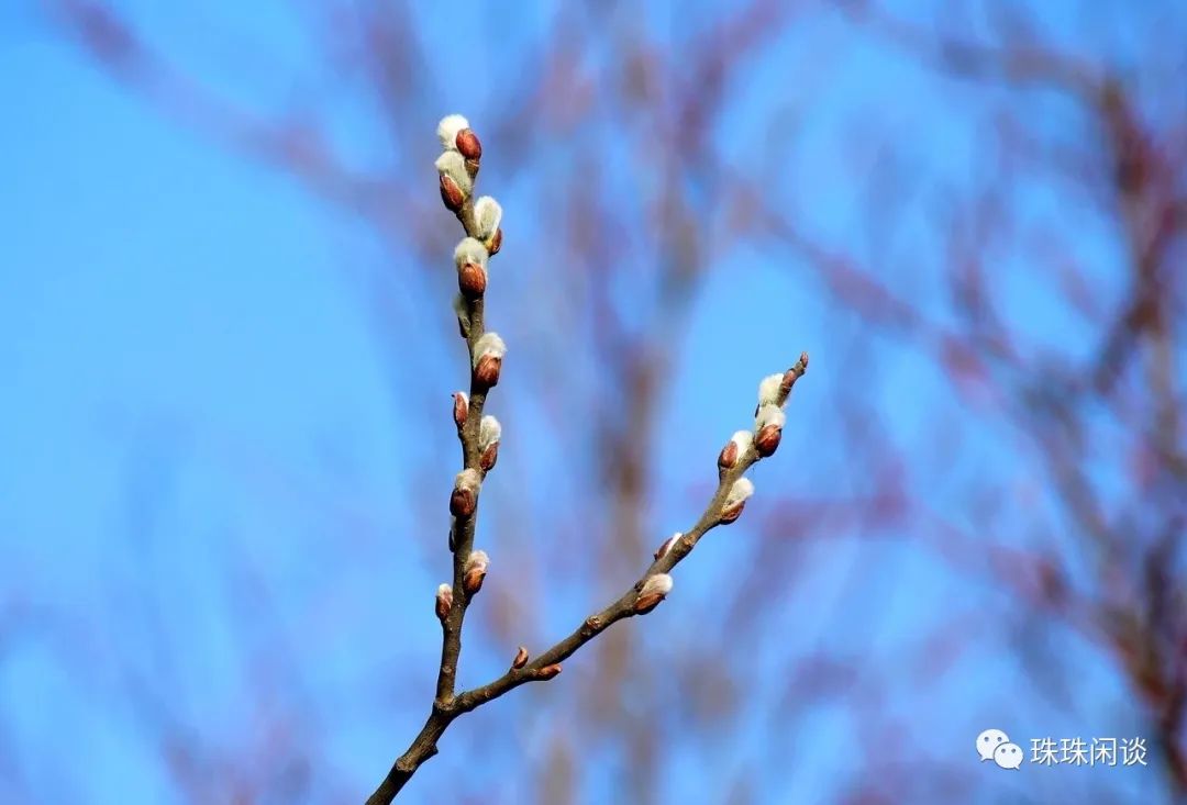 春风十里,春风十里不如你