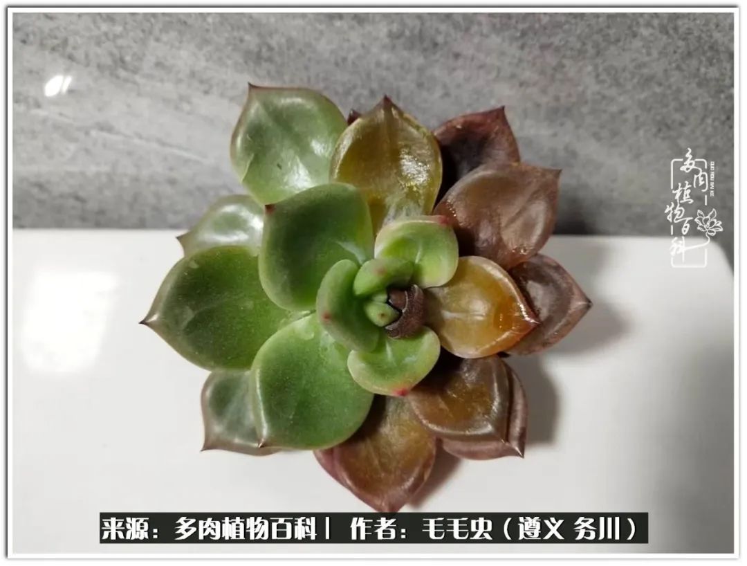 多肉可抵岁月,多肉之花语