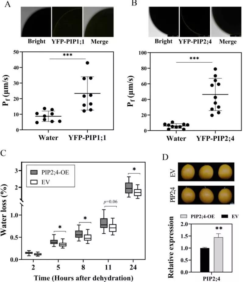 知耕快报｜作物基因组设计育种工具箱；Calyxt植物合成生物学方案