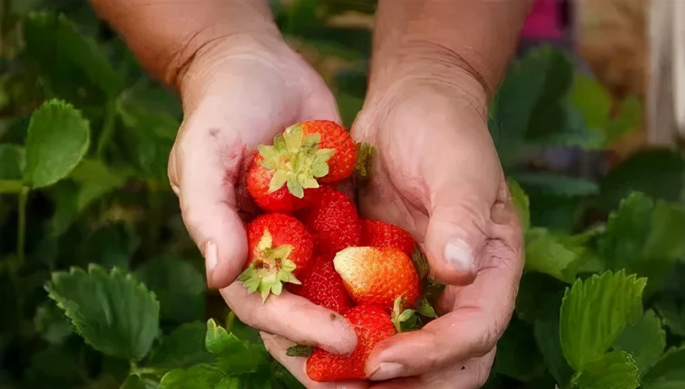 吃草莓会导致出血吗,吃草莓会得炎症吗