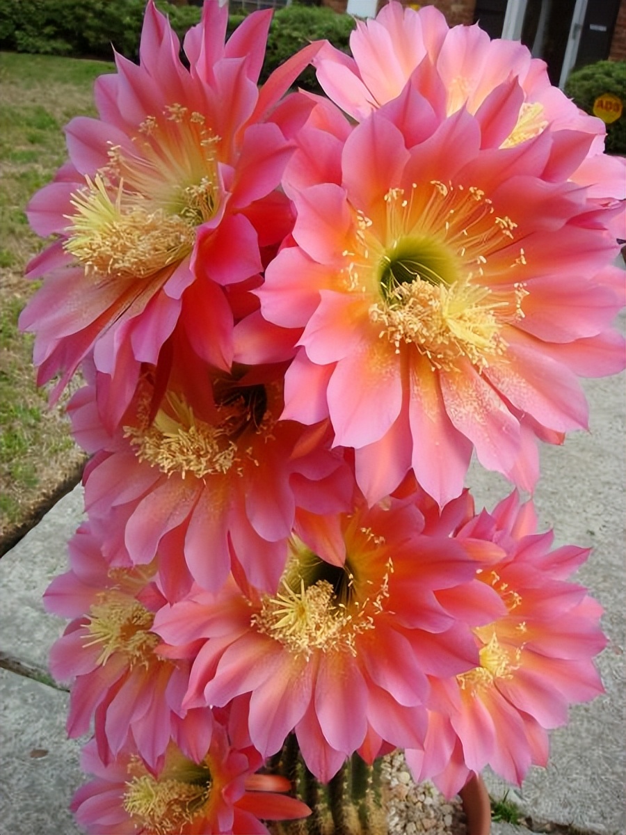 毛花柱仙人球品种大全,顶级精品仙人球花