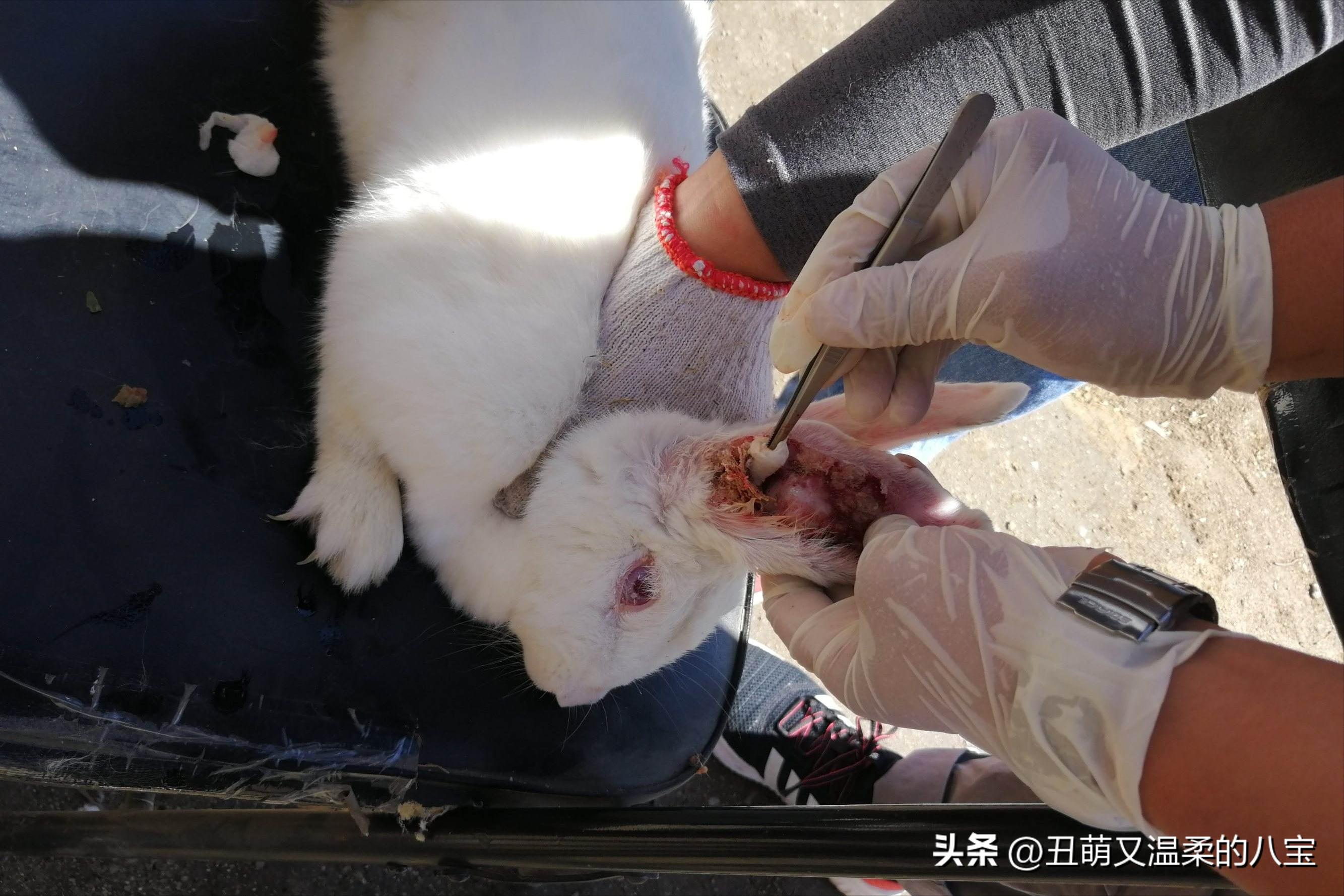 兔子耳朵痒还结疤了怎么办,兔子耳痒