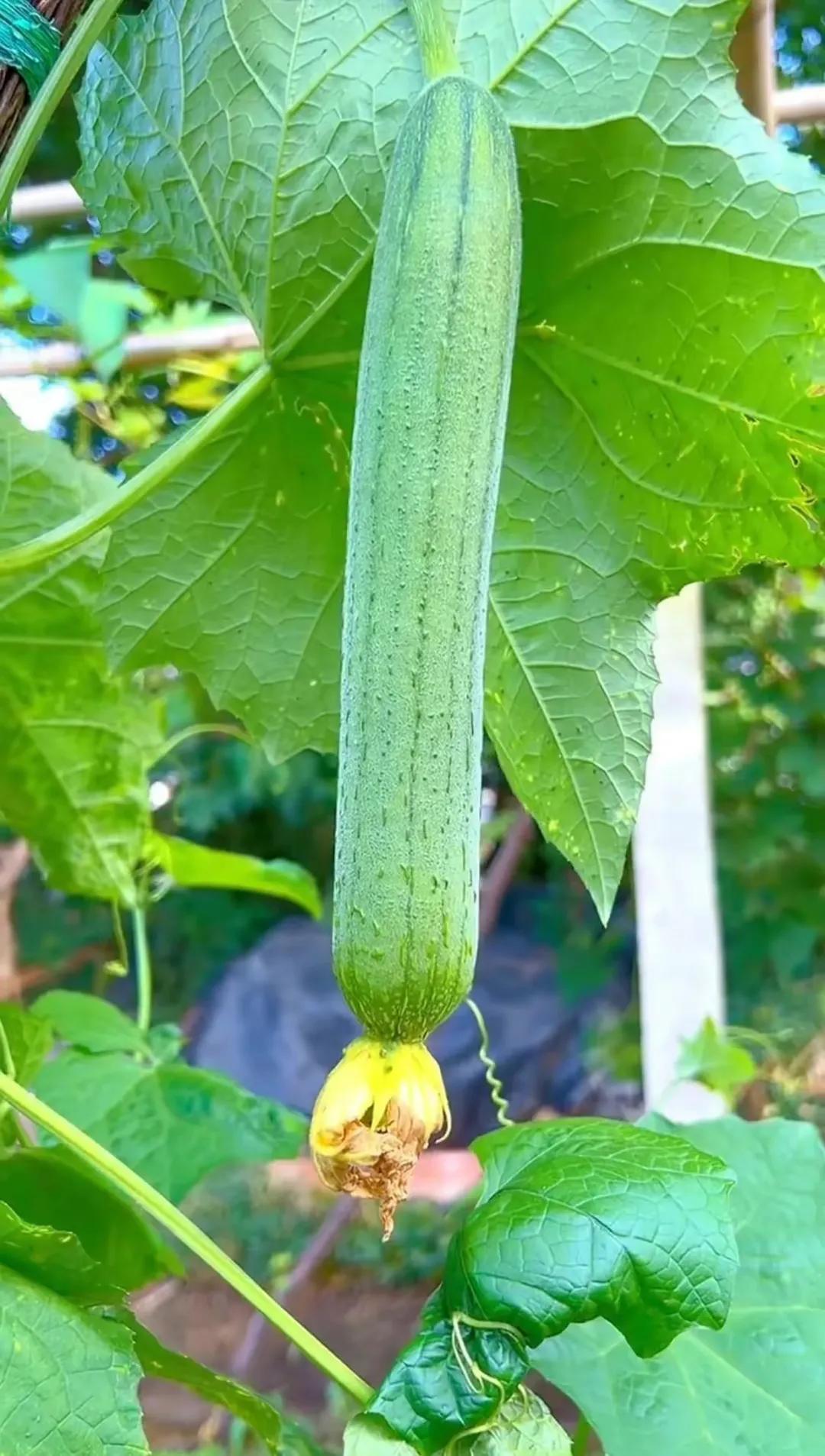 田园风光,田园风光的古诗